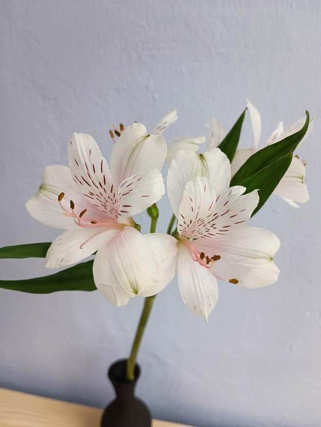 Alstromerias