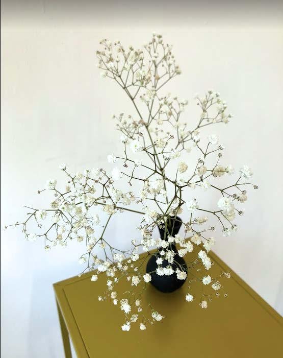 Baby's breath
