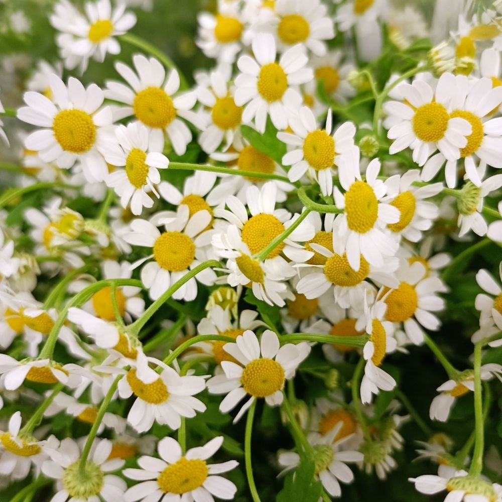 Camomile