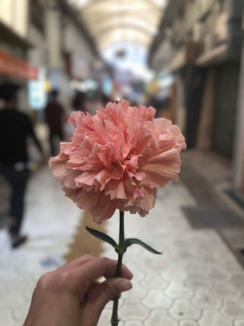 Carnation