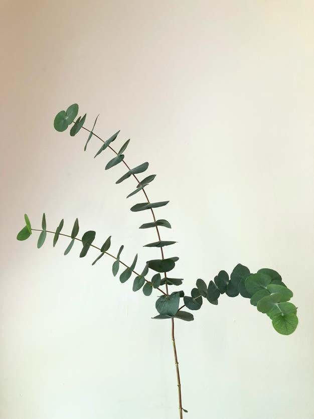 Eucalyptus