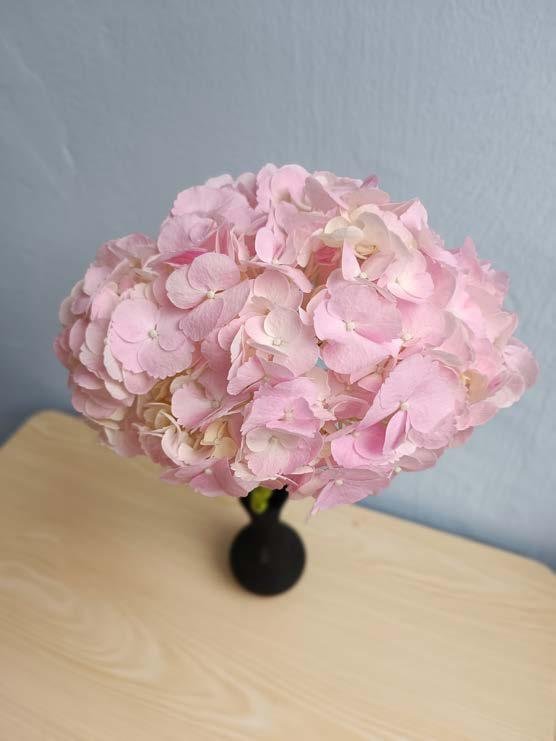Hydrangea