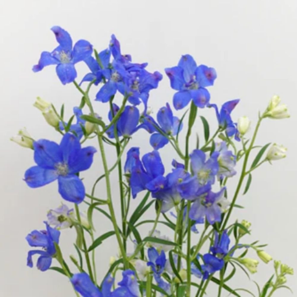 Mini delphiniums