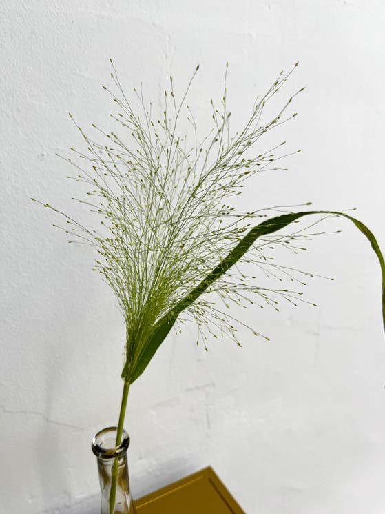Panicum