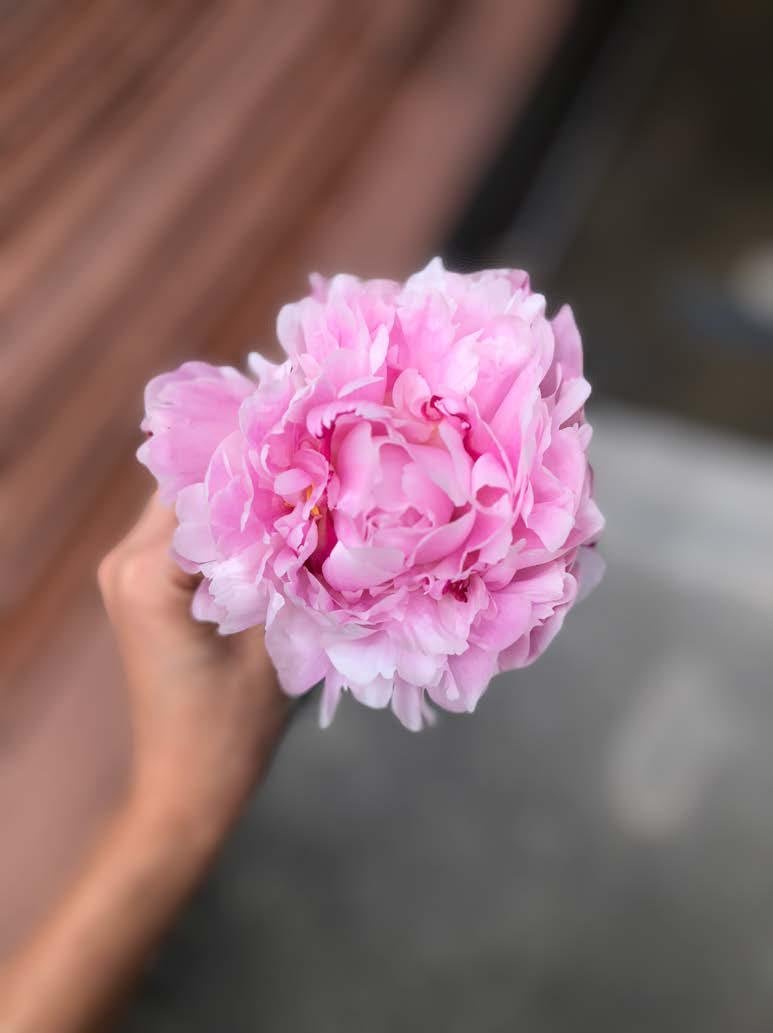 Peony