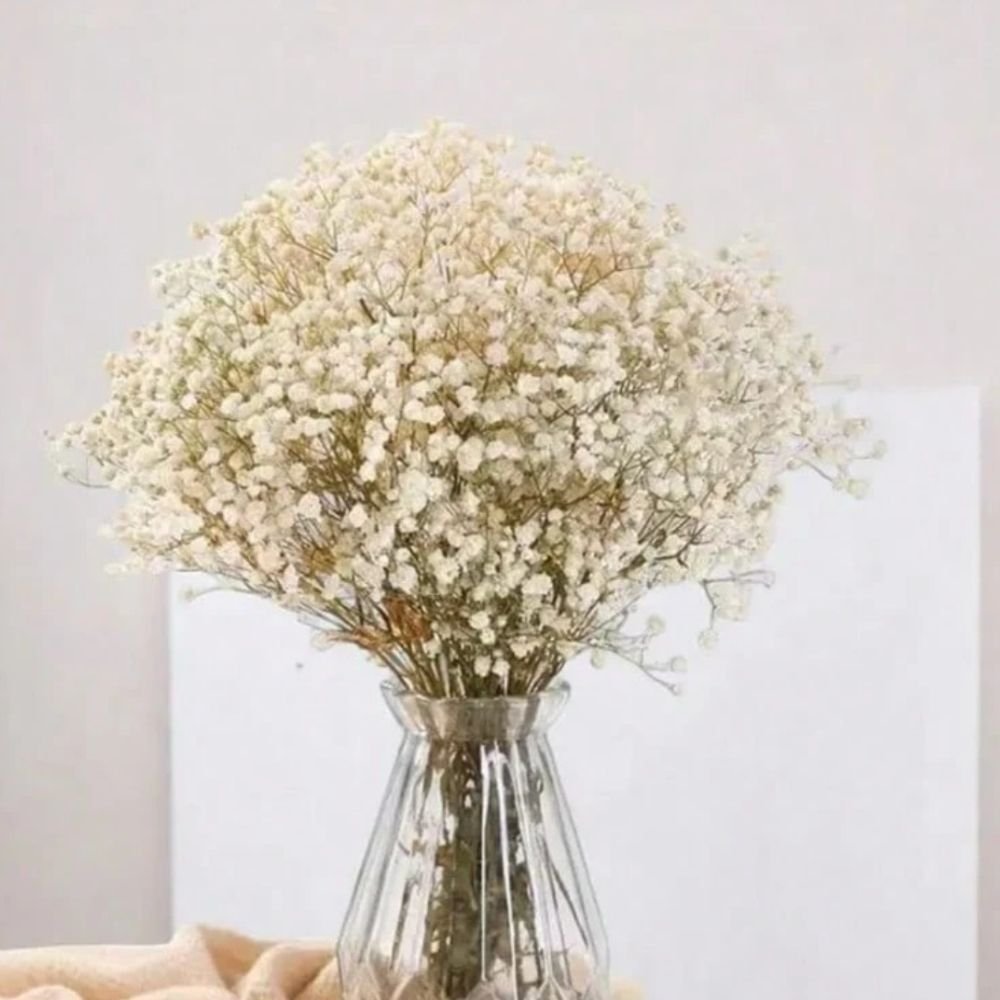 Dried baby's breath