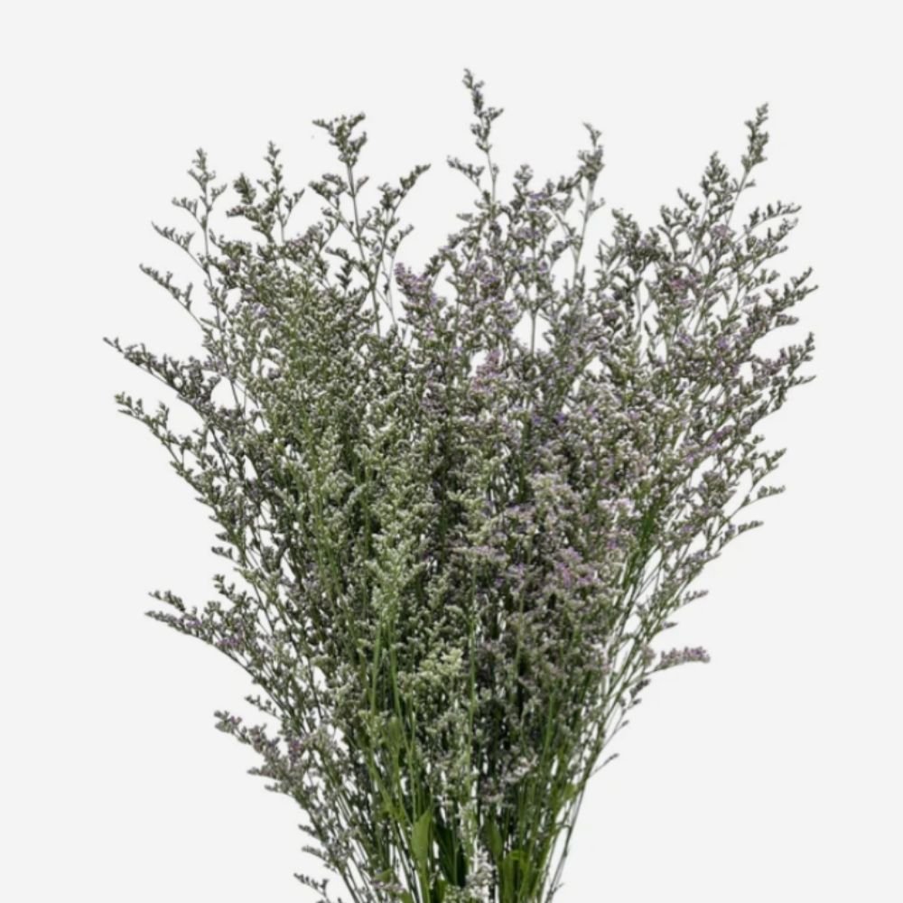 Dried Misty white / Misty blue