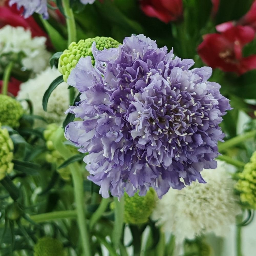 Scabiosa light purple