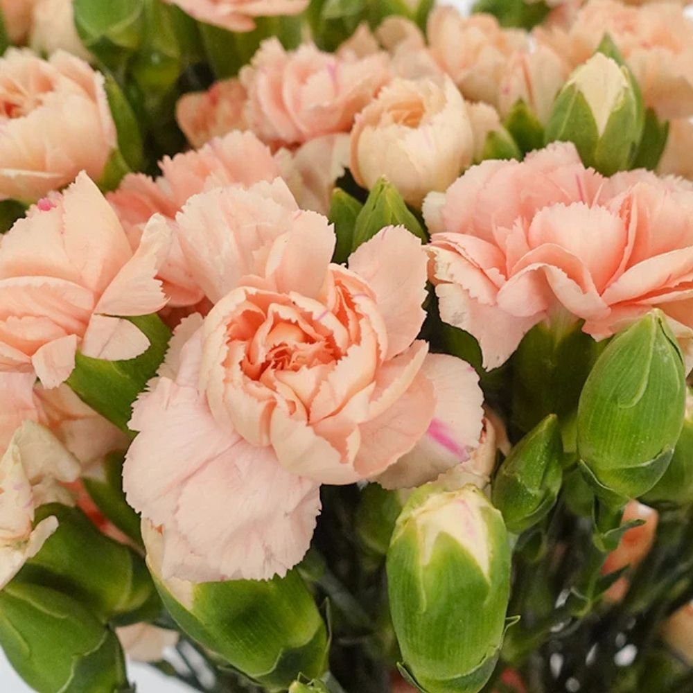 Carnation spray