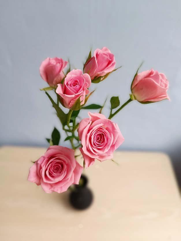 Rose spray